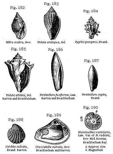 Fig. 182: Mitra scabra, Fig. 183: Voluta ambigua, Fig. 184: Typhis pungens, Fig. 185: Voluta athleta, Fig. 186: Terebellum fusiforme, Fig. 187: Terebellum sopita, Fig. 188: Cardita sulcata, Fig. 189: Crassatella sulcata, Fig. 190: Nummulites variolaria.