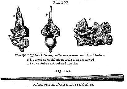 Fig. 193: Palæophis typhoeus, Owen; an Eocene sea-serpent, Fig. 194: Defensive spine of Ostracion.