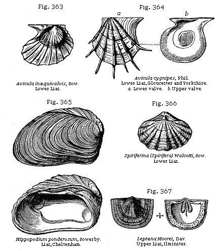 Fig. 363: Avicula inæquivalvis. Fig. 364: Avicula cygnipes. Fig. 365: Hippopodium ponderosum. Fig. 366: Spiriferina (Spirifera). Fig. 367: Leptæna Moorei.