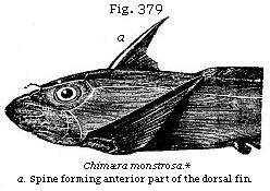 Fig. 379: Chimæra monstrosa.*