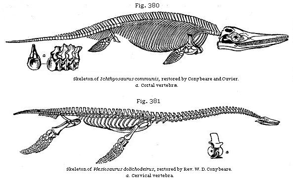 Fig. 380: Skeleton of Ichthyosaurus communis, restored by Conybeare and Cuvier. Fig. 381: Skeleton of Plesiosaurus dolichodeirus, restored by Rev. W. D. Conybeare.