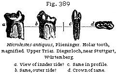 Fig. 389: Microlestes antiquus, molar tooth.