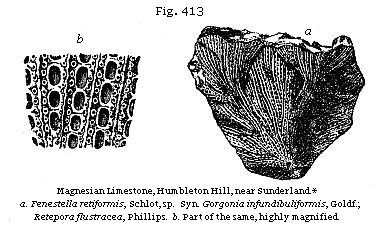 Fig. 413: Magnesian Limestone.*