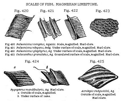 Fig. 420: Palæoniscus comptus. Fig. 421: Palæoniscus elegans. Fig. 422: Palæoniscus glaphyrus. Fig. 423: Cœlacanthus granulatus. Fig. 424: Pygopterus mandibularis. Fig. 425: Acrolepis Sedgwickii.