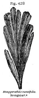 Fig. 428: Noeggerathia cuneifolia.