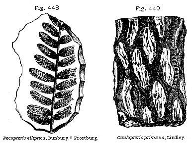 Fig. 448: Pecopteris elliptica. Fig. 449: Caulopteris primæva.