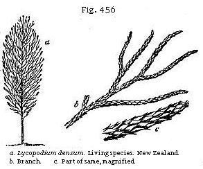 Fig. 456: a. Lycopodium densum. Living species, New Zealand; b. Branch; c. Part of same, magnified.