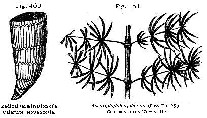 Fig. 460: Radical termination of a Calamite. Fig. 461: Asterophyllites foliosus, Coal-measures, Newcastle.