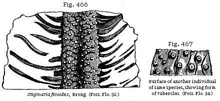 Fig. 466: Stigmaria ficoides. Fig. 467: Surface of another individual of same species, showing form of tubercles.