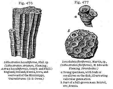 Fig. 476: Lithostrotion basaltiforme. Fig. 477: Lonsdaleia floriformis.