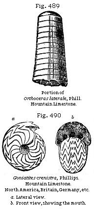 Fig. 489: Portion of Orthoxeras laterale. Fig. 490: Goniatites crenistra.