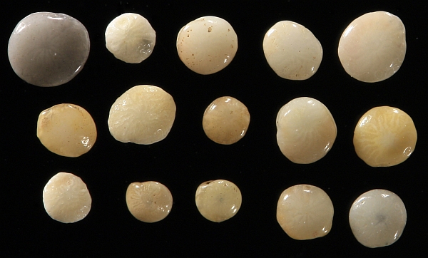 Amphistegina foram Hawaii Amphistegina foram Hawaii